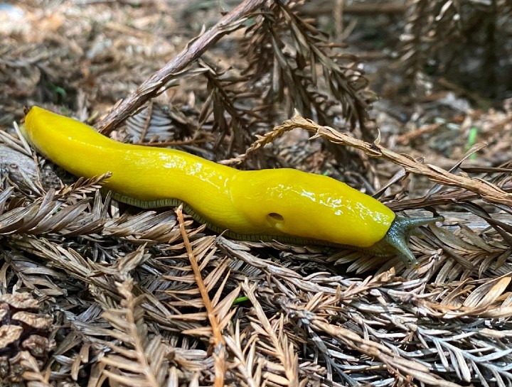 Banana Slug